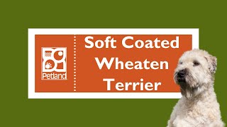 Soft Coated Wheaten Terrier  Fun Facts by Petland Oklahoma City 28 views 3 months ago 1 minute, 7 seconds