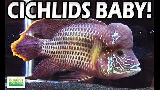 Types of CICHLIDS Species  Sweet Cichlid Species Show