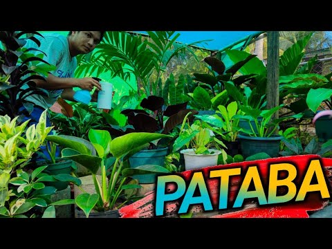 Video: Pagpapataba sa mga Halaman ng Naranjilla: Matuto Tungkol sa Mga Pangangailangan ng Naranjilla Fertilizer