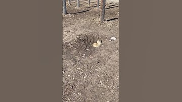 Gopher #shorts #short #youtubeshorts #gopher