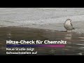 Hitze-Check für Chemnitz: Neue Studie zeigt Schwachstellen auf