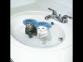 #catvideo #catmemes #funk