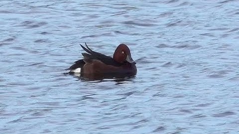 Witoogeend Aythya nyroca, mannetje