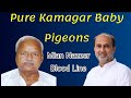 Ustad mian nazeer sahib  kamagar chatton waly tasveer blood lin baby pigeons