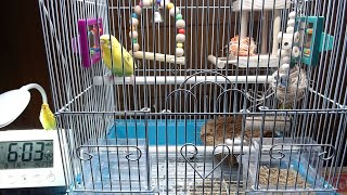 セキセイインコたまちゃん。本日のたまぽん産卵抱卵するインコ。ライブ配信。チャンネル登録よろしく！2020/08/03:am