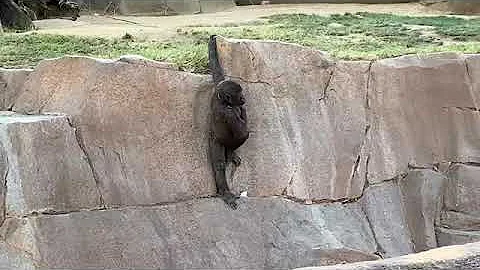 Gorilla Winston family San Diego Safari Park ゴリラ🦍ウィンストン家族🌸🌻