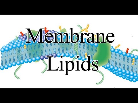 Membrane Lipids I Glycerophospholipids I Sphingolipids I Sterols I Tetraether Lipids of Archaea I