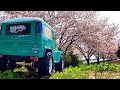 【RC】春なのでTAMIYA CC-01 トヨタ ランドクルーザー40 で 桜並木を走ってみた【ラジコンでお花見】
