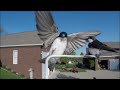 Tree Swallows in super slow motion