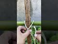 Tying the poor bamboo without getting down #shorts