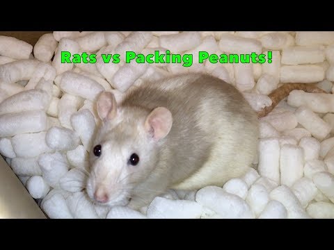 Rats vs Packing Peanuts! - Gotta Eat'em All!