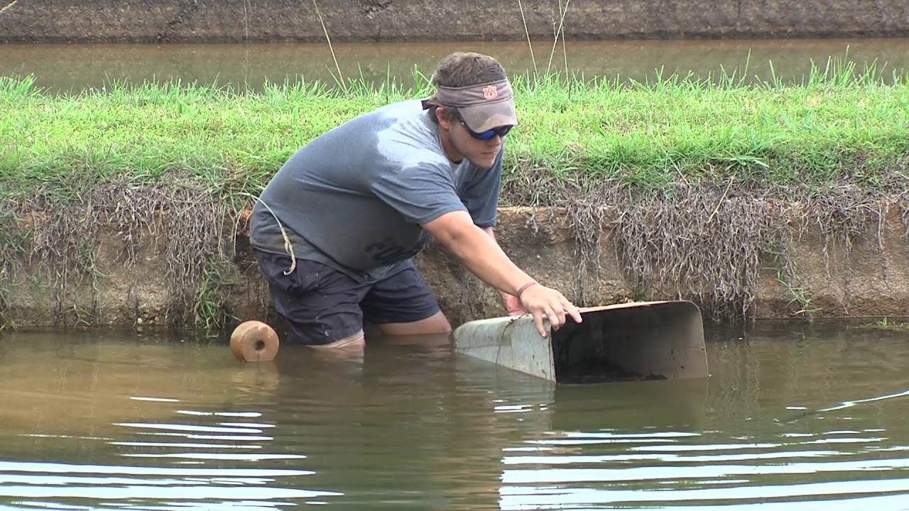 Placing spawning cans for channel catfish YouTube