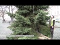 LITOMERICE: N´amest´i zdob´i v´a**cn´i strom