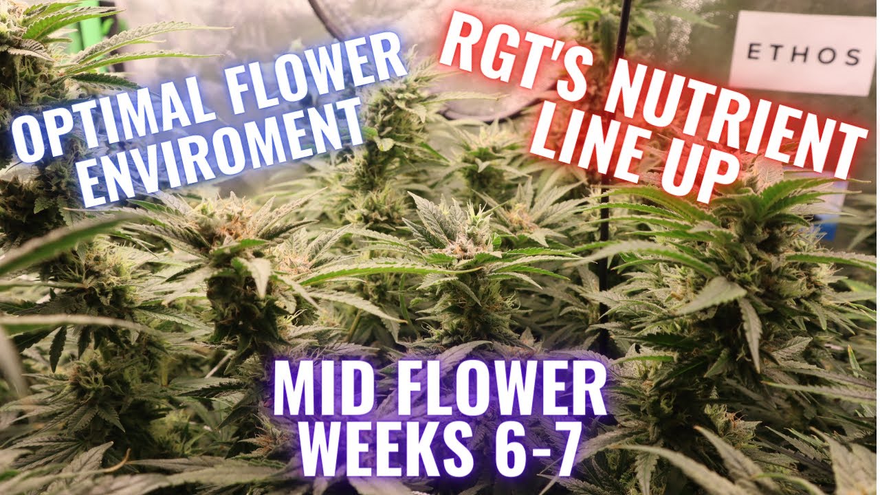MID-LATE FLOWER WEEKS 6-7  WHAT YOU NEED TO KNOW: GROWING CANNABIS INDOORS MADE EASY