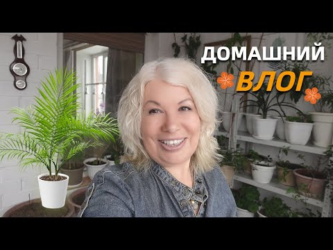 Готовлю лоджию для рассады/Как вырастить финики/Привезла из Таиланда косточки личи@SubTatiana