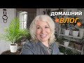 Готовлю лоджию для рассады/Как вырастить финики/Привезла из Таиланда косточки личи@SubTatiana