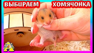 ВЫБИРАЕМ Хомячонка / КОЛЕСО для ХОМЯЧАТ / Хомки в колёсике / Alisa Easy Pets