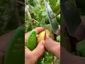 Farming Life: Ripe Guava Cutting Fresh #rurallife #shorts
