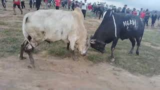 Iadaw Masi U Lieh Chah Kha Ummulong Vs Ngew Sahep Susngi Para Wa Dung