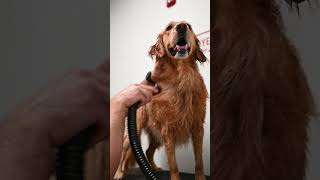 Pet Wash Stations at Your Local Tractor Supply | Only $9.99 Per Animal