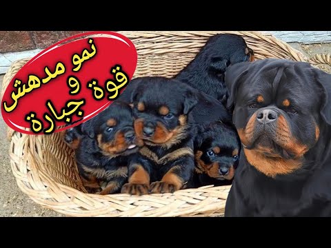 الجراوي العملاقة سر تضخيم و تقوية جراوي كلاب الروت وايلر في أيام معدوده روت وايلر 