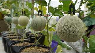 How to grow Melons as sweet as sugar