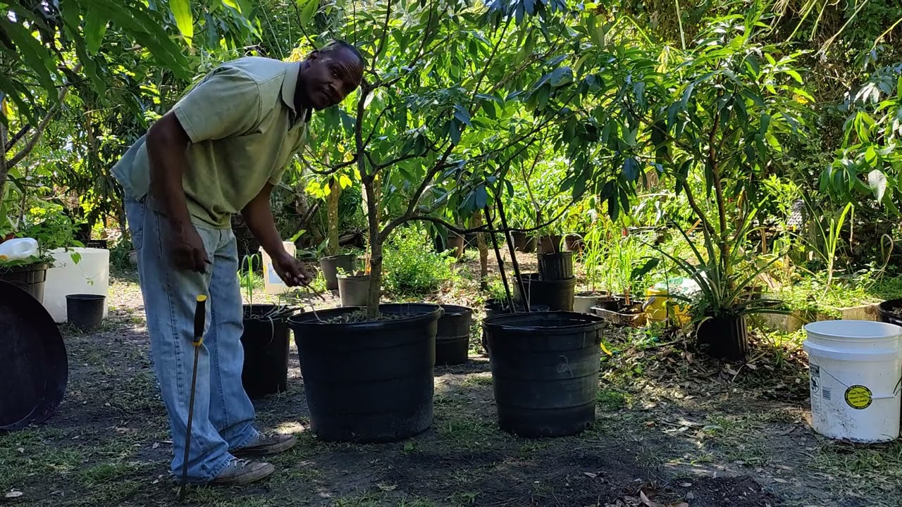 Lychee 🍒 tree transfer from pot to pot 🍒