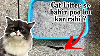 Cat litter Use karna Kyun Chor deti hai ? How to Train a cat to use Litter box