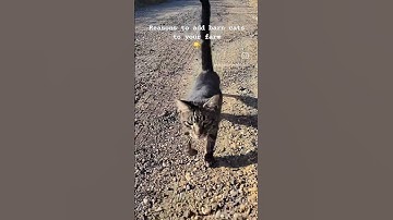 5 REASONS WHY you need barn cats