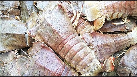 [HOT] TÔM MŨ NI CHỈ CÓ THEO MÙA l ĐẢO HẢI SẢN l VỀ MỚI MỖI NGÀY