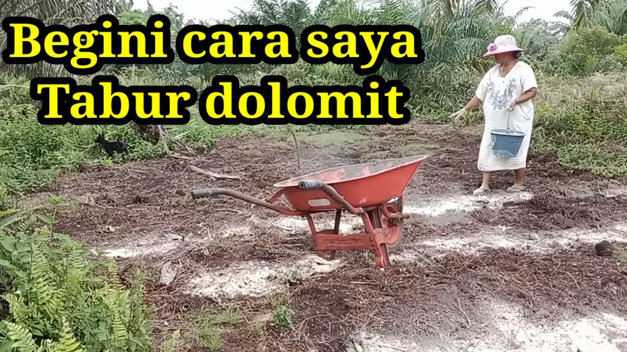 Cara mengatasi zat asam pada tanah gambut