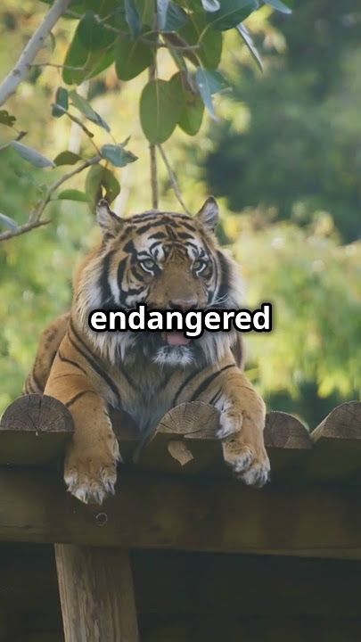 Smaller But Fierce: The Sunda Tiger! 🐯 #bigcatswildlife #wildlife #bigcat #animals