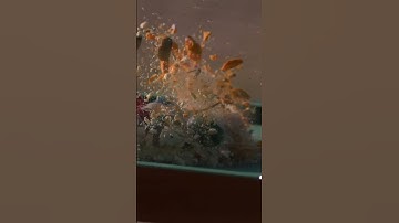 400 MPH Pool Break With a Cannon | 80,000 Frames per Second | Slow Mo Global | #shorts #slowmotion