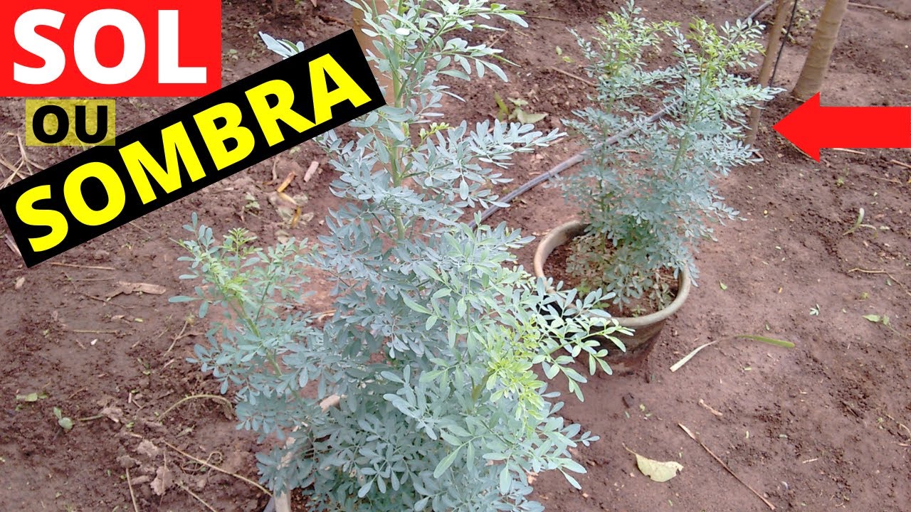 Arruda gosta de sol ou sombra - YouTube
