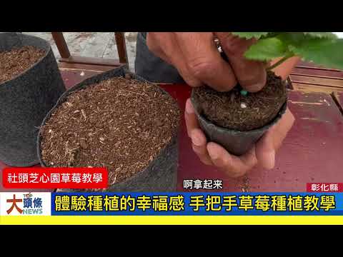 體驗種植草莓的幸福 手把手教您種植技巧