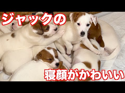 【ジャックラッセルテリア】ジャックちゃんの寝顔は面白くてやっぱりかわいい動物癒し動画「にくきゅう」