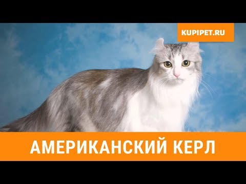 Видео: Американский керл