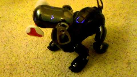 Aibo playing alone ...!