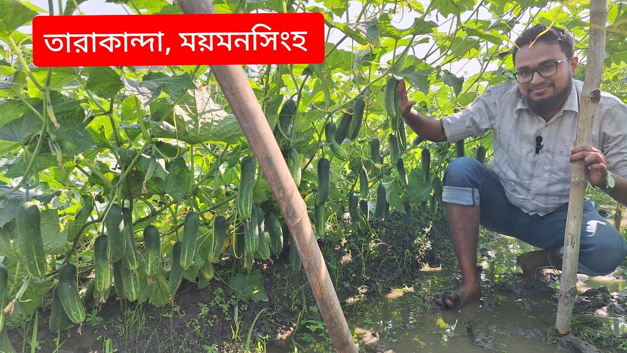 শসার বস স্মার্ট বয়। বীজ কিনতে: 01706369298