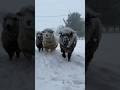 In Denmark, sheep do not get green fodder for 5 to 6 months during the snow.