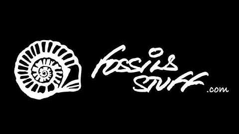 Diggin Fossils Stuff