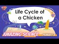 P. 3 | Science |  Life Cycle of a Chicken