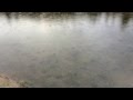 不耕起栽培は冬場の水が大事だよ/こだわり新潟有機米こしひかり