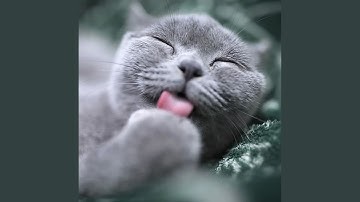 Pulsating Ambiance for Calm Cats