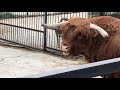 Малышок не подошел, пришлось угостить родителей! Тайган Cute family of Scottish cows