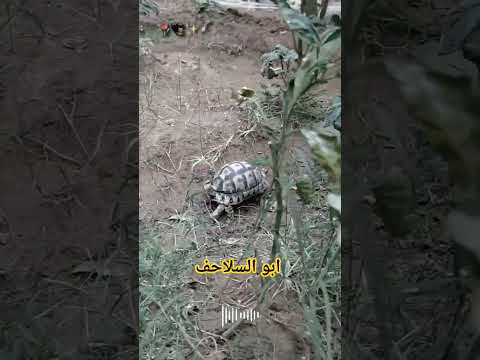ابو السلاحف حزين جدا ضحكة تصميمي اغاني كوميده سلاحف  مشاهدات100 مشاهير