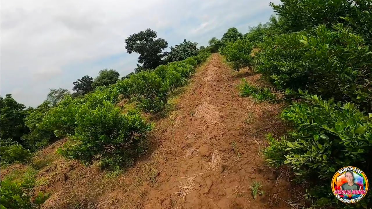 PAGLALAGAY NG ABONO SA 1 TAON CALAMANSI PAGPAPABUNGA