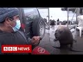 Sea lion crashes interview about problem sea lions  bbc news
