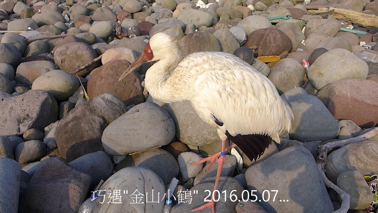台灣 北海岸 金山玉石 ...跳石海岸