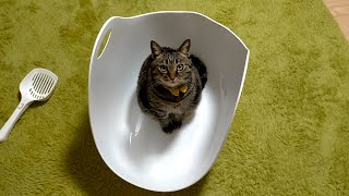 カナダ産の猫トイレを買ってみた【Cat Litter Box by Litter Locker】